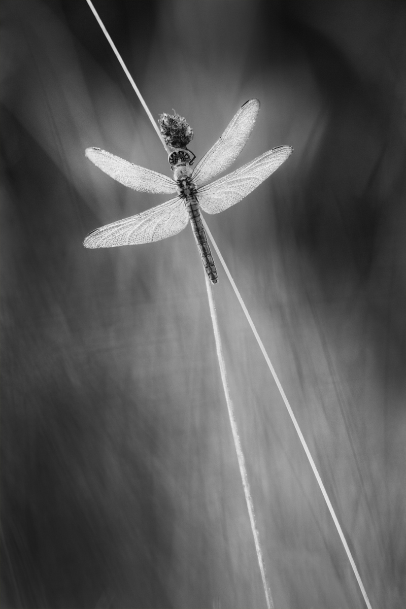 Dragonfly Lines
