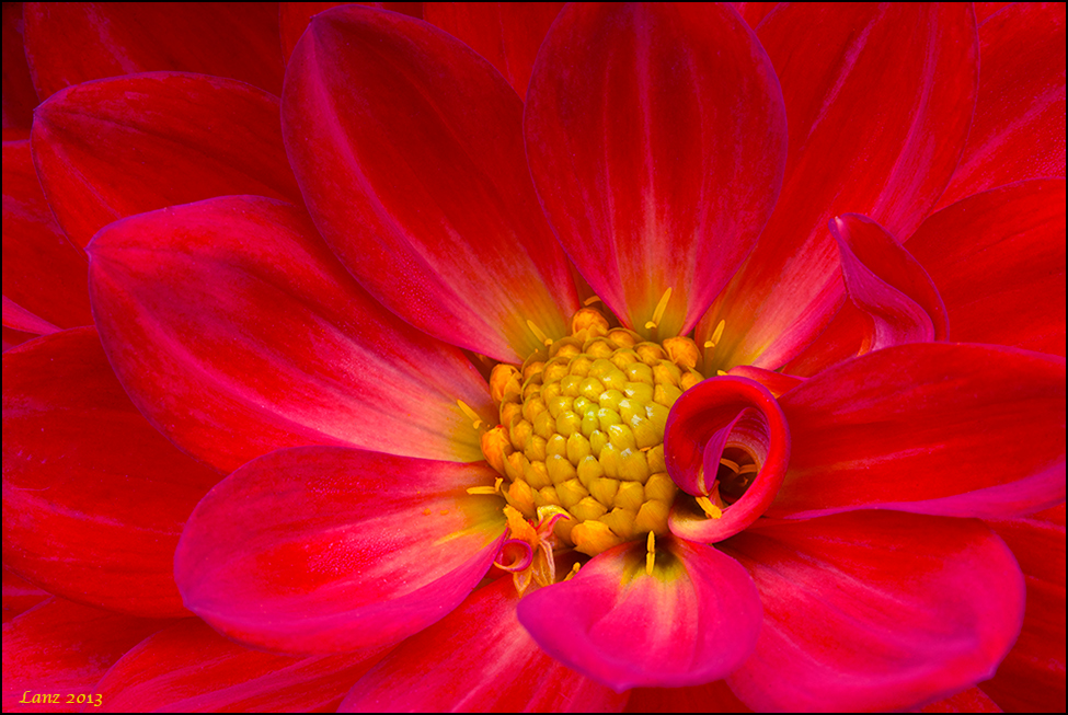 Dahlia