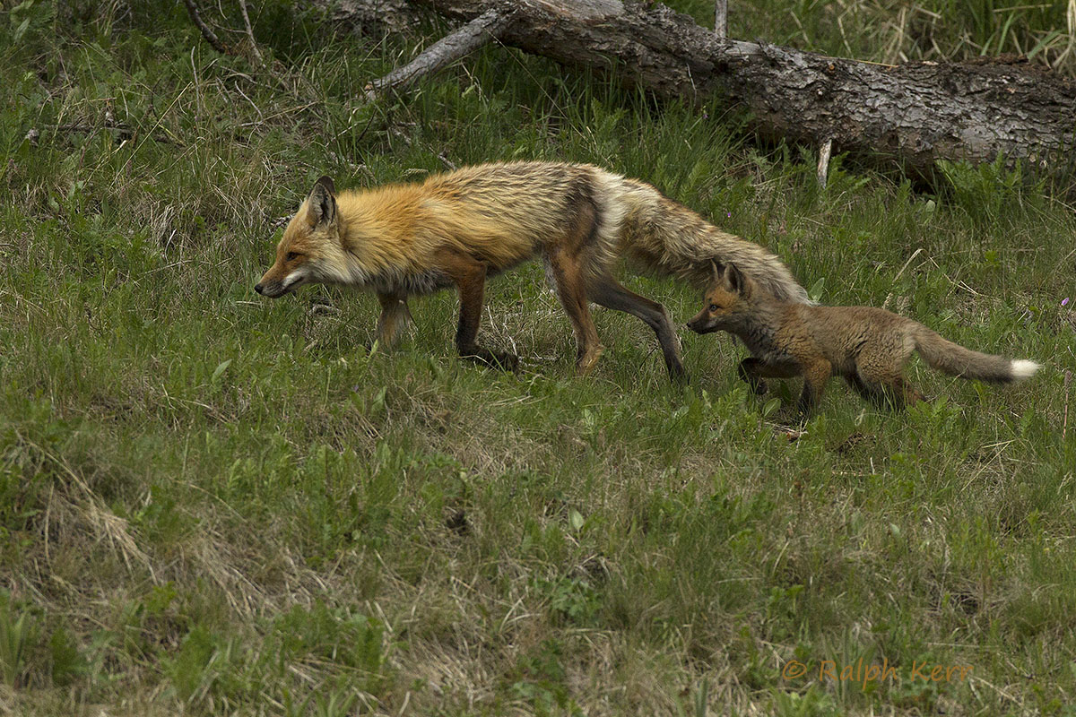 Red Fox and Kit