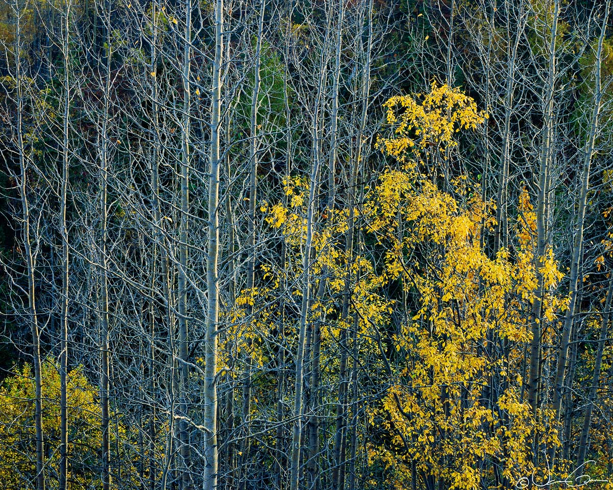 Willow n' Cottonwoods