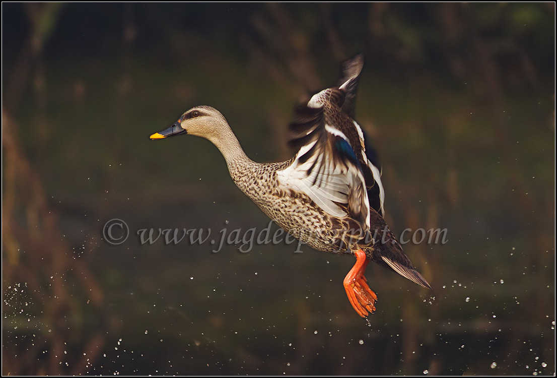 Spot-billed Duck