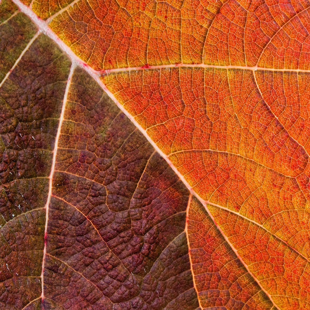 Autumn Leaf