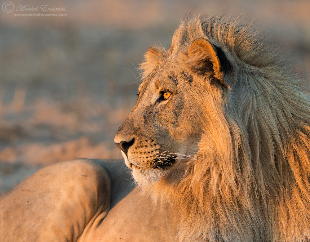Illuminated Royalty