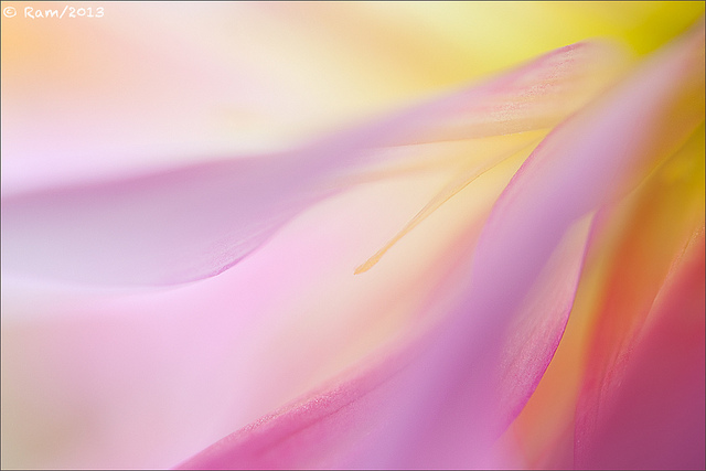 Dahlia Abstract