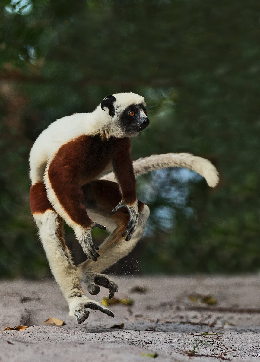 Cocquerel's Sifaka