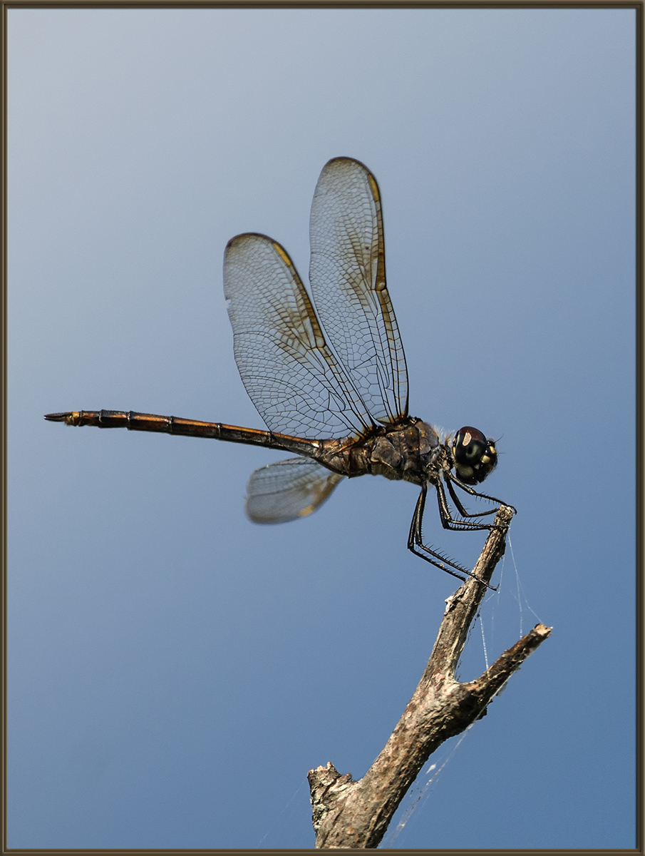 Dragonfly