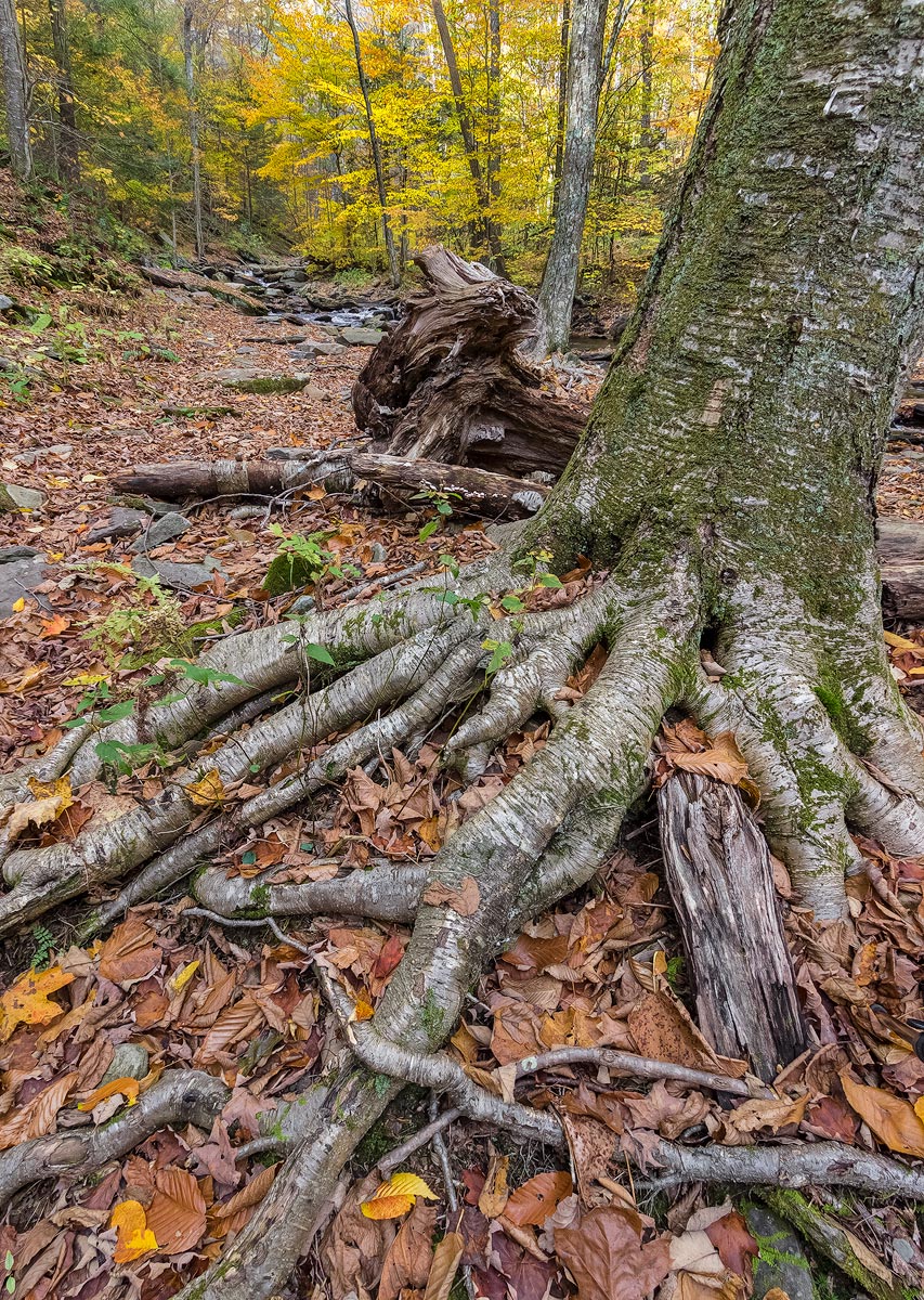 Rickett's Glen, PA