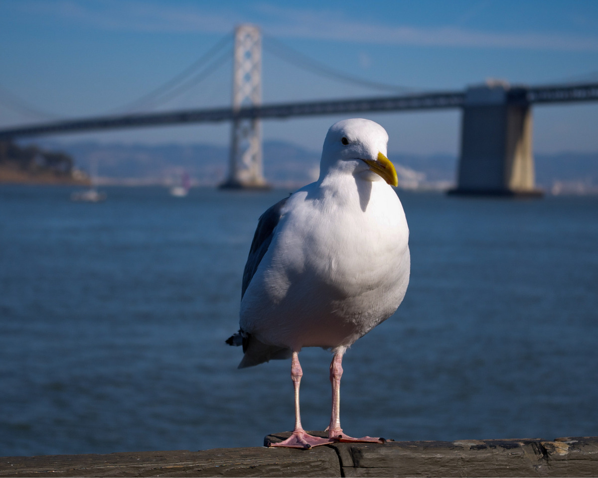 Seagull and Bridge/Repost