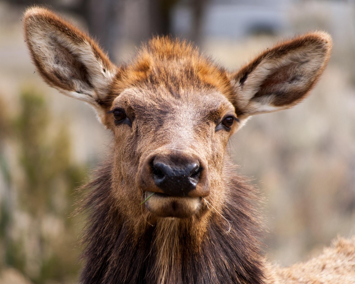 Elk
