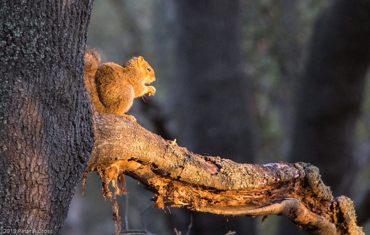 Early Morning Squirrel