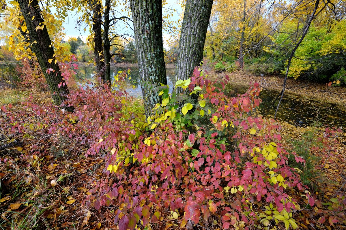 Kansas Fall Flora