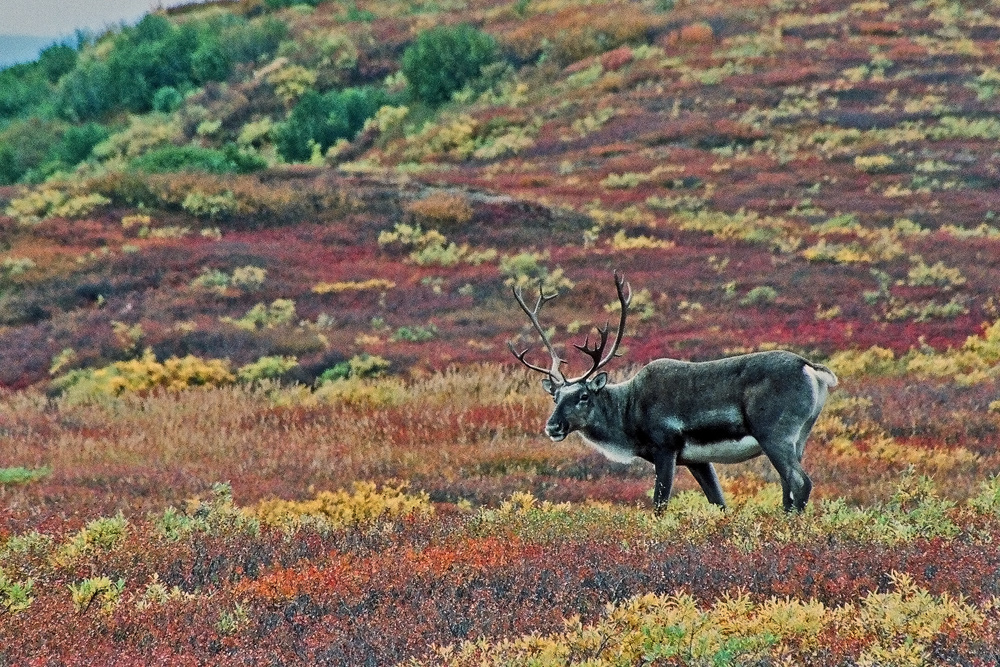 Tundra caribou WC609 + repost
