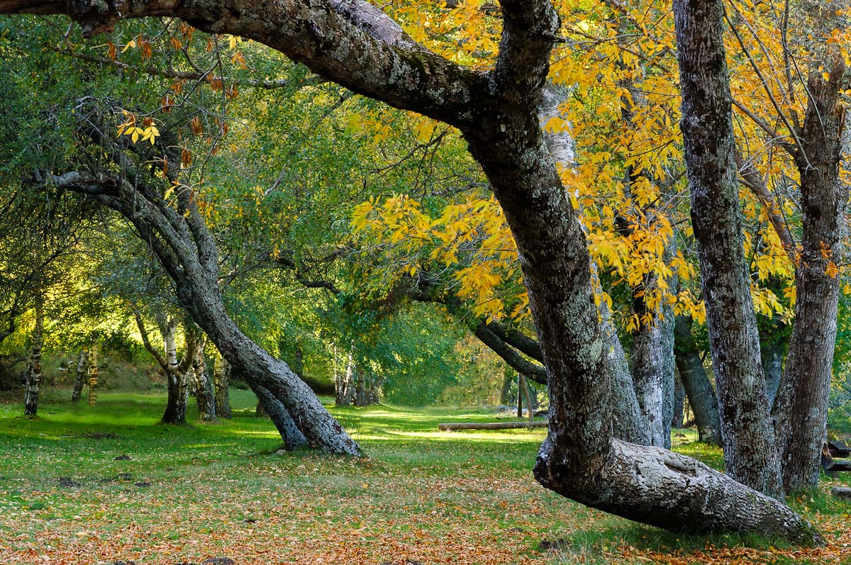 Peace of Autumn