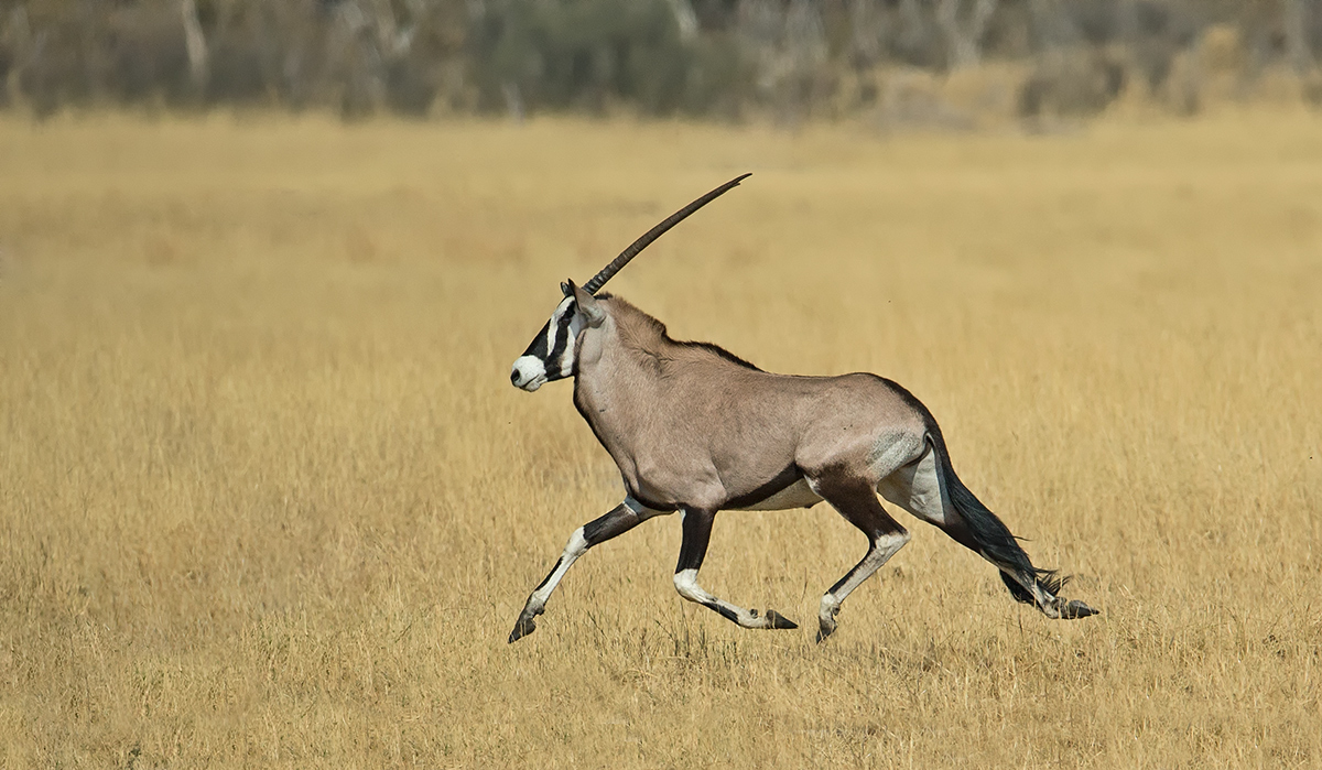 Trotting