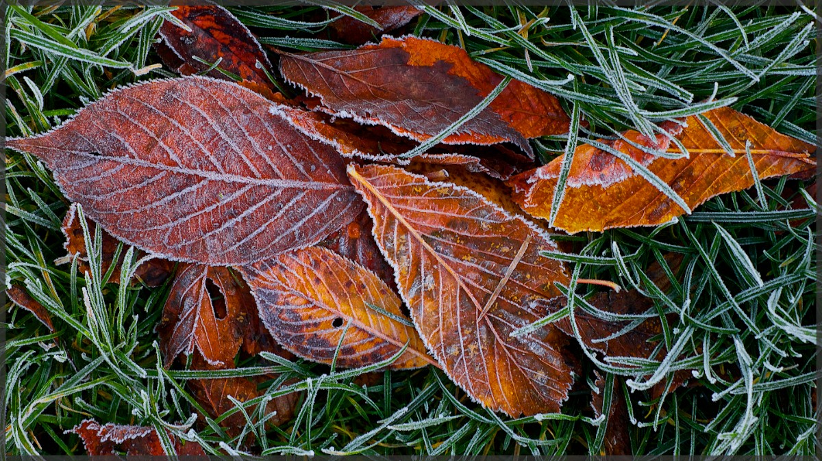 Frost Fringed