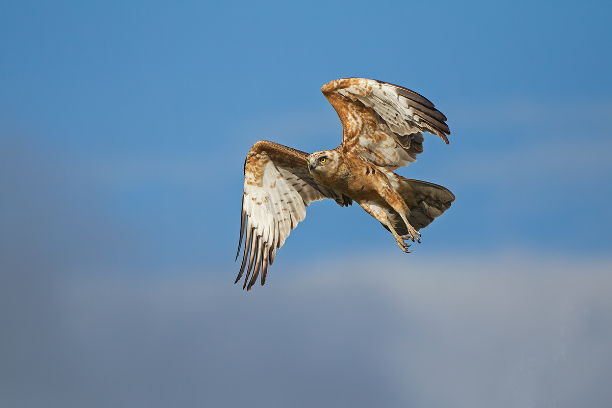 Black Chested SnakeEagle