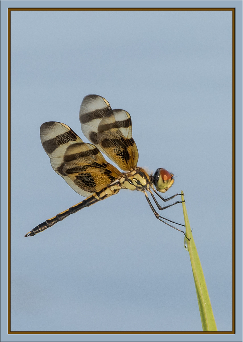 Halloween Pennant