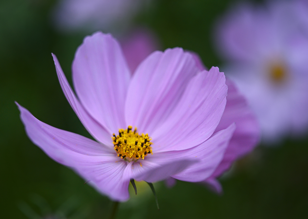 Floating  Cosmos