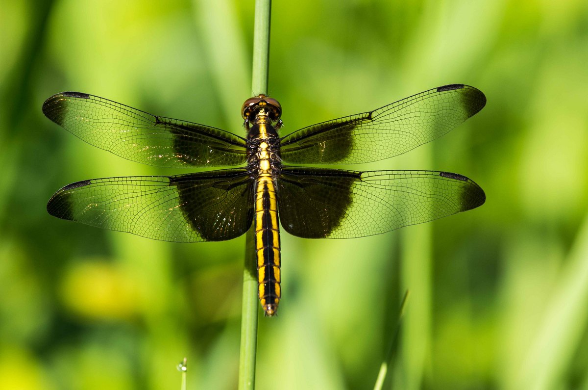 Dragonfly