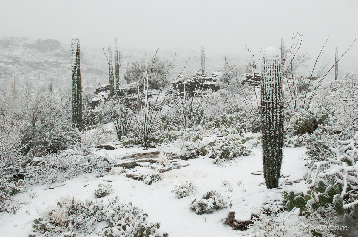 Saguaro Whiteout