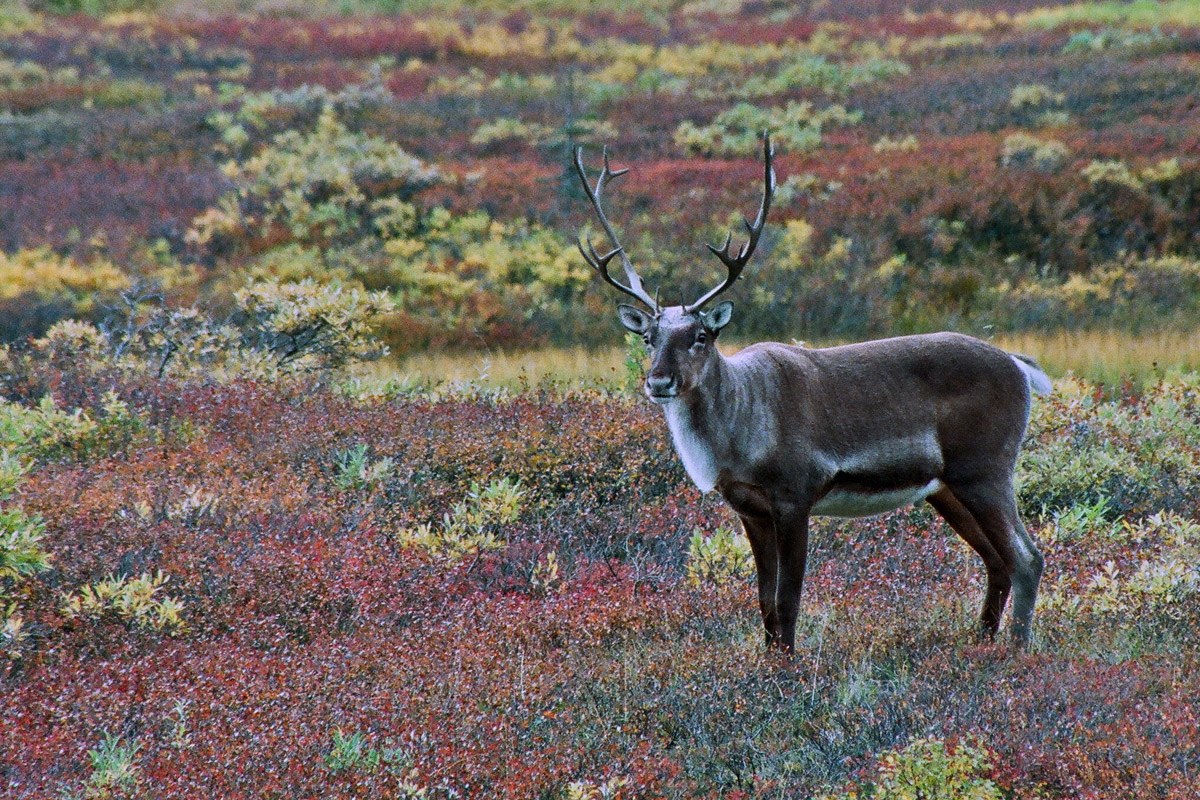 DNP Caribou wc609