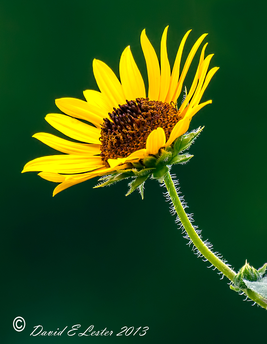 REPOST   Yellow And Green Delight