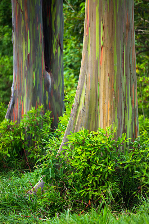 Psychadelic eucalyptus