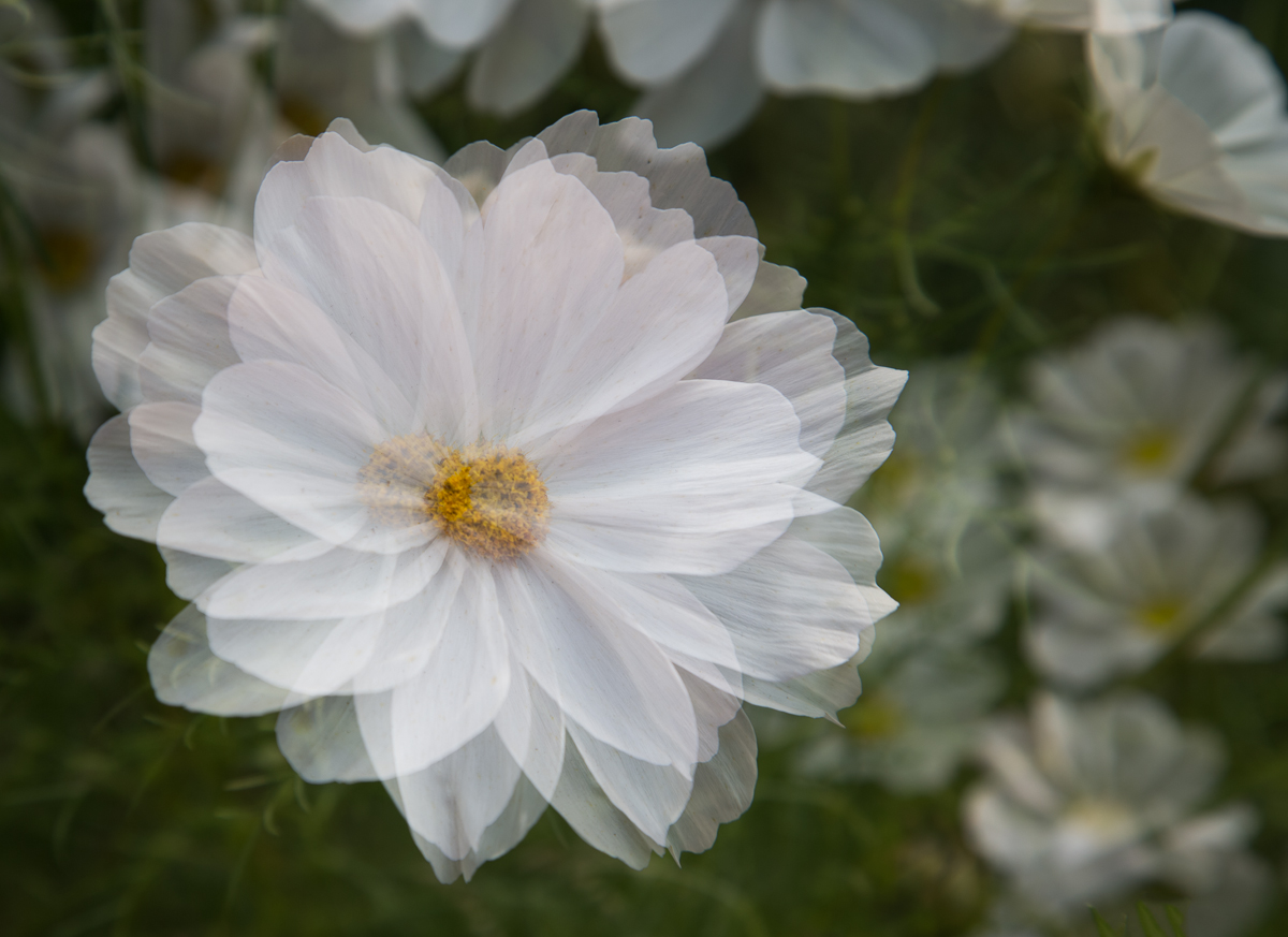 Multiple Exposure #2