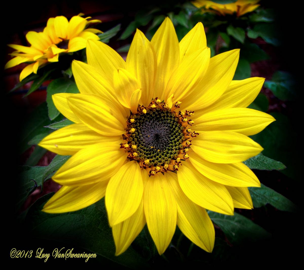 Sunflower Standout