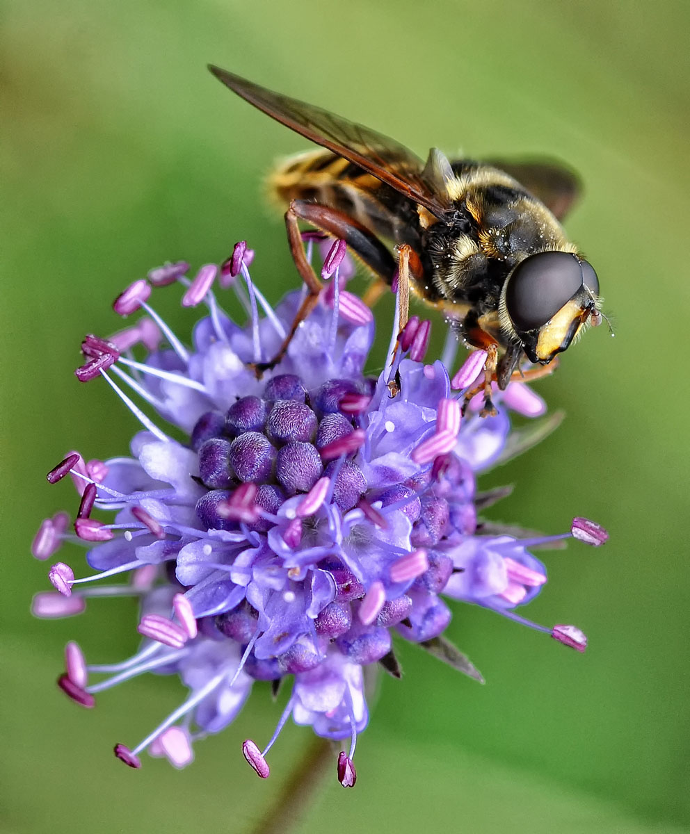 Sericomyia silentis