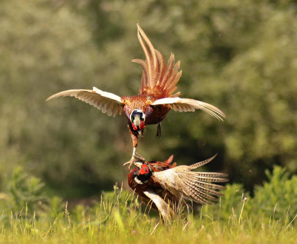 pheasant duel