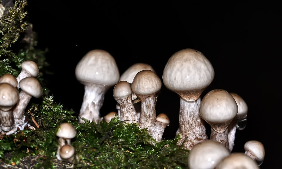 porcelain fungus 