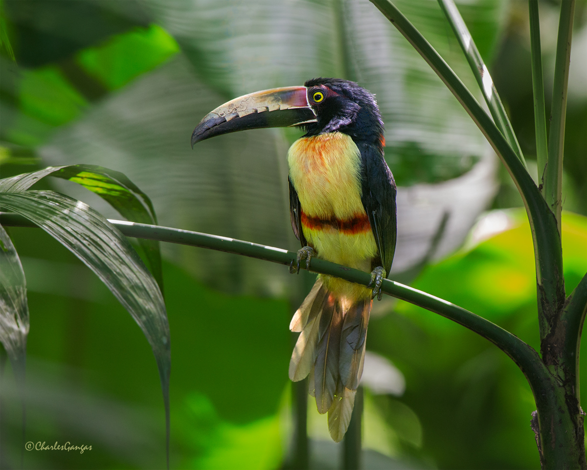 Collared Aracari