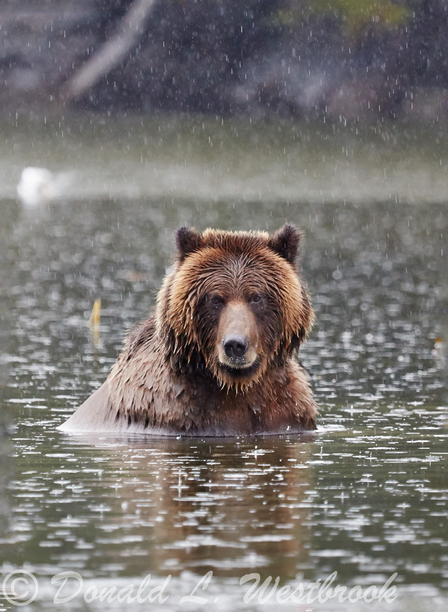 Grizzly In The Rain