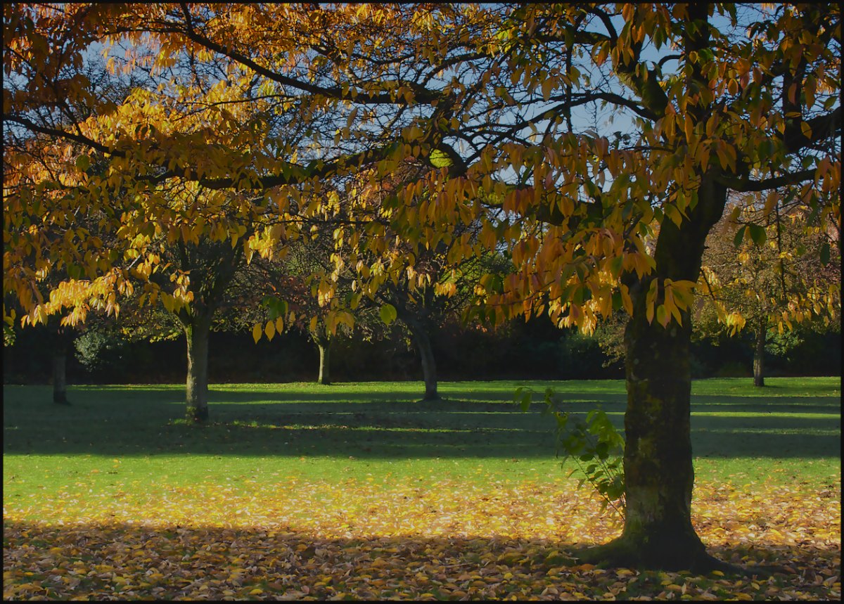 Cherries in the Park