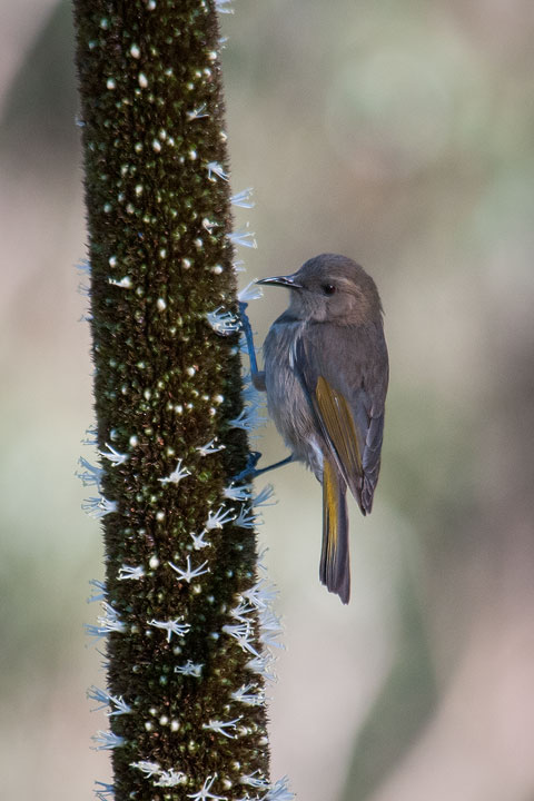 Crescent Honeyeater 