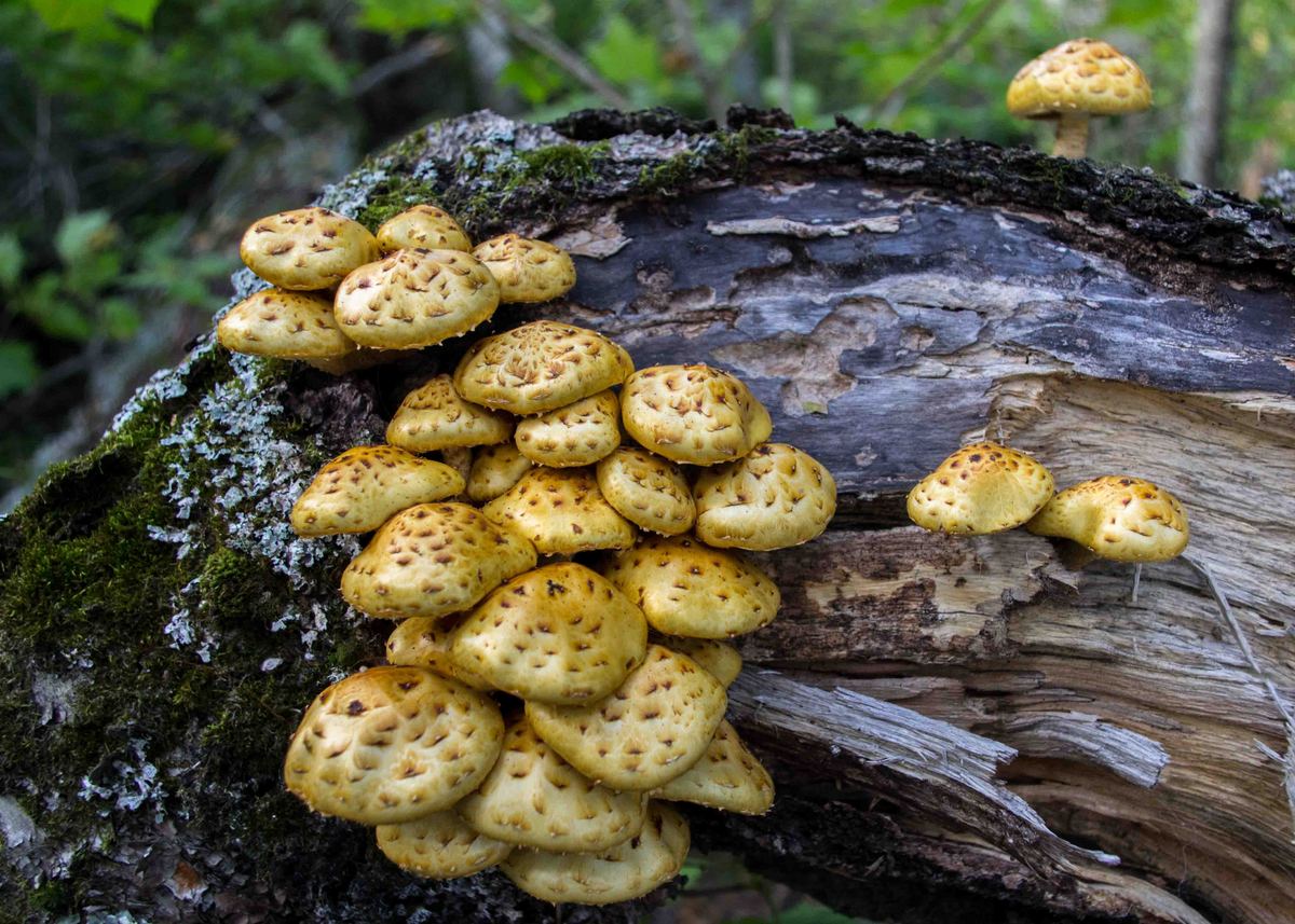 Mushrooms