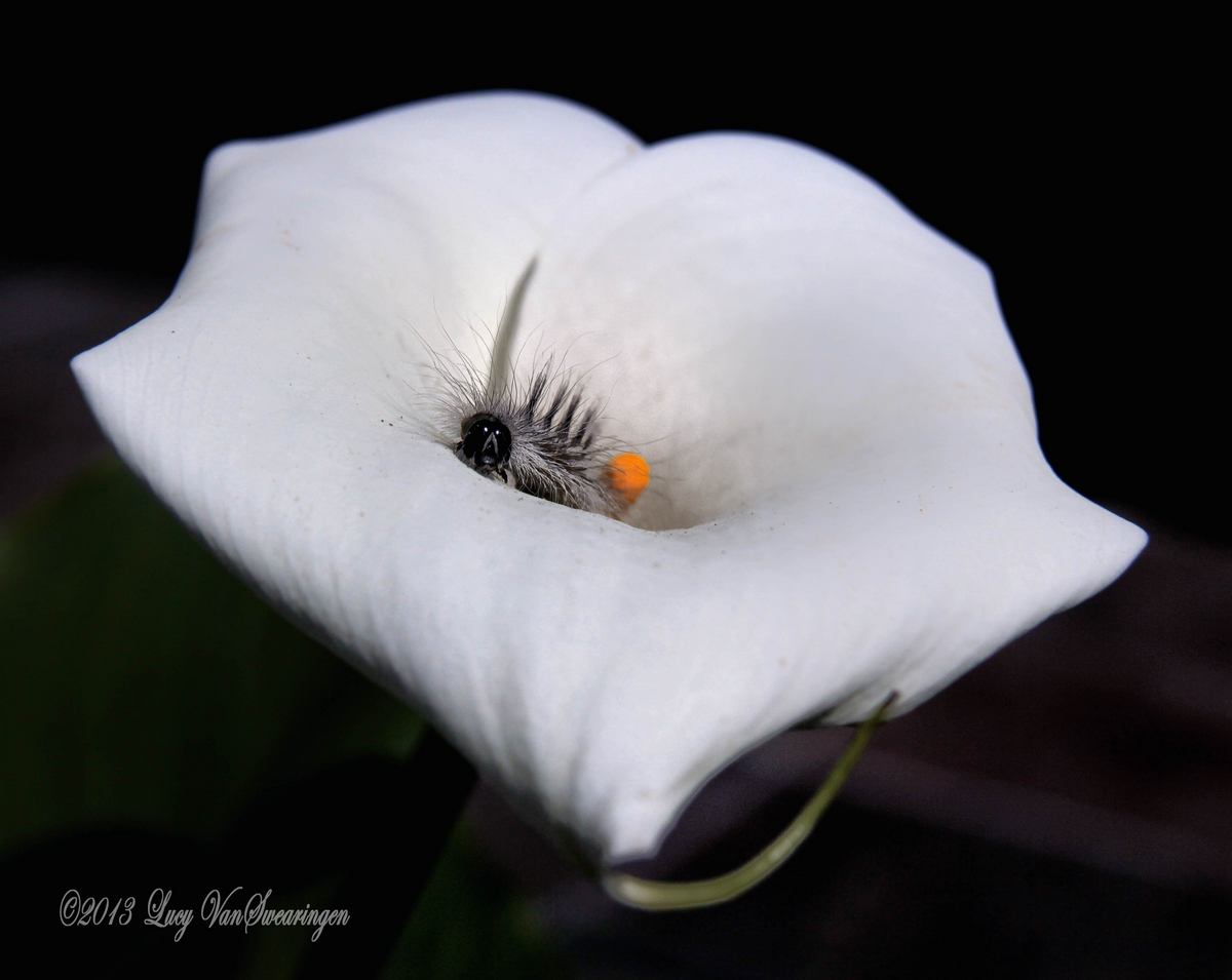Curious Caterpiller