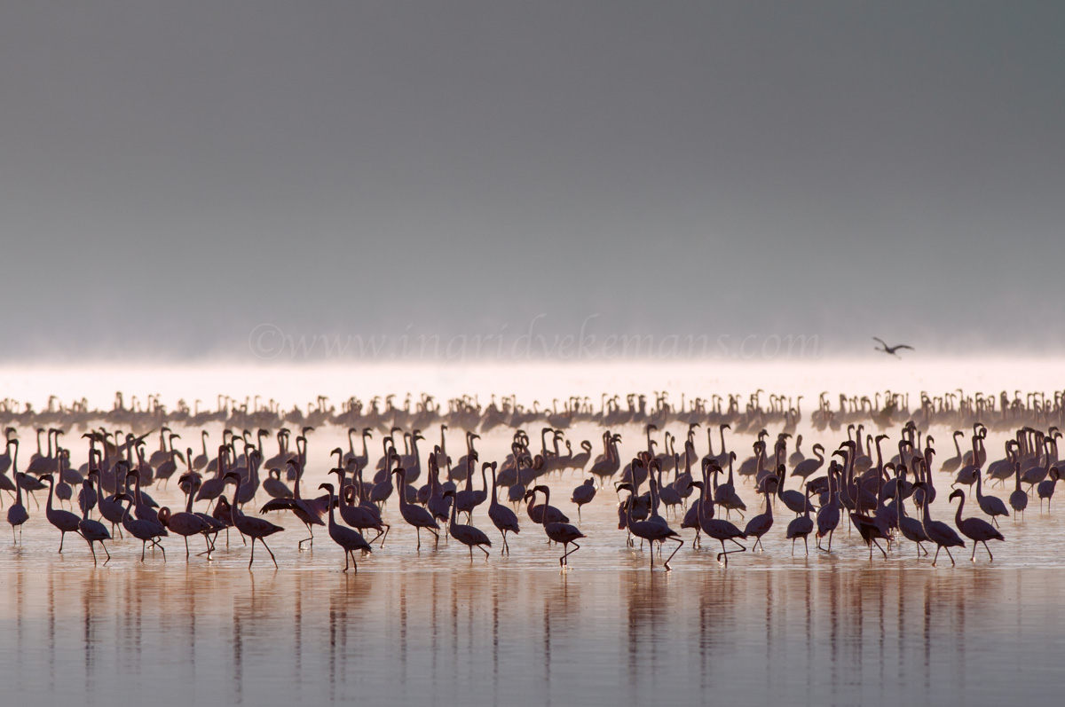 Nakuru Awakening