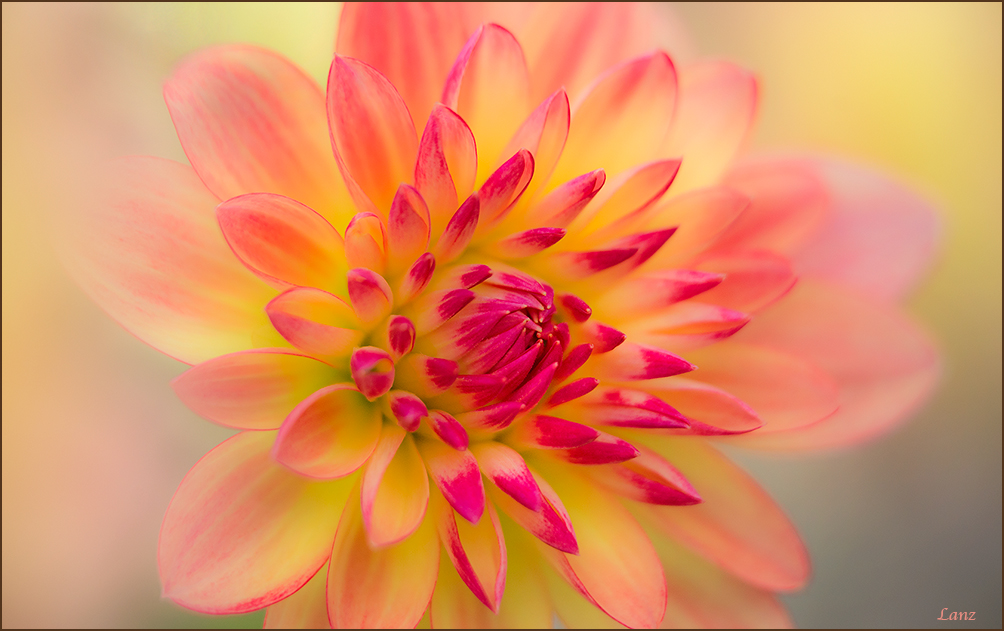 Dreamy Dahlia 