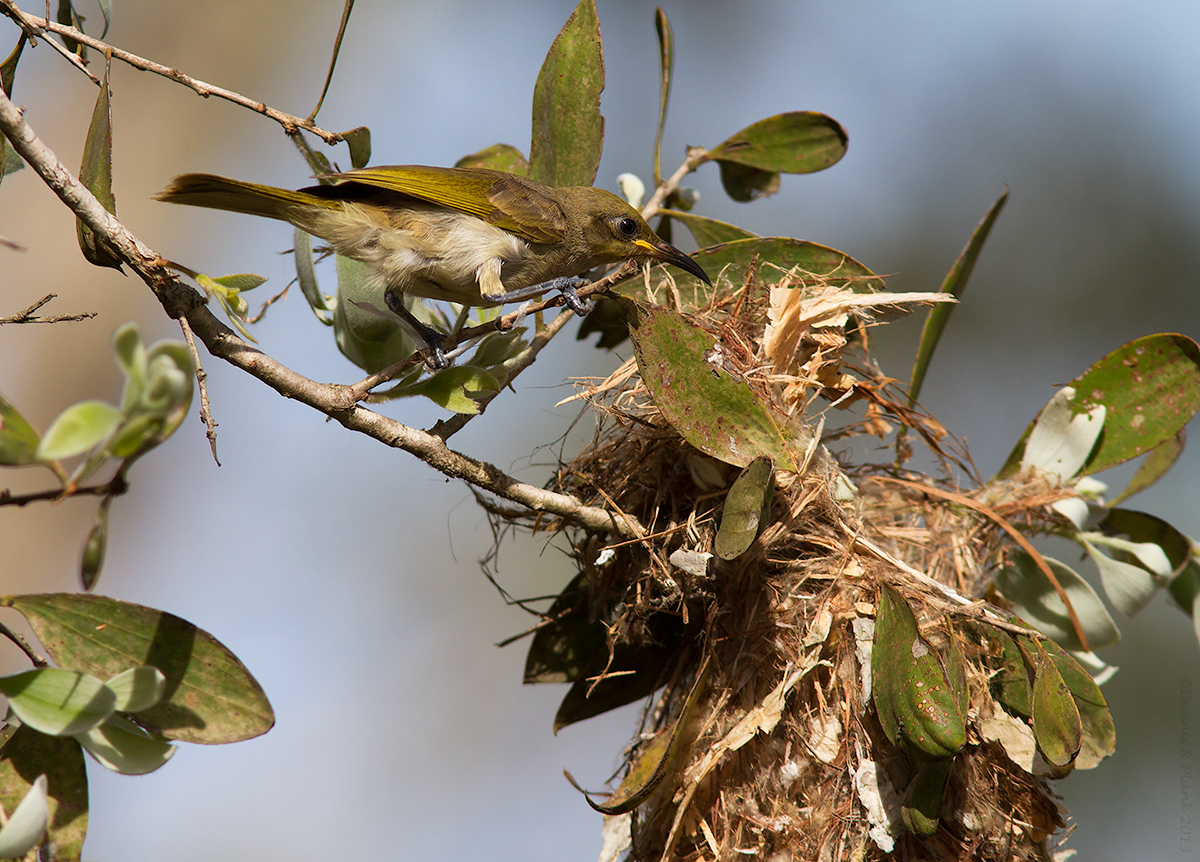 Brown Honeyeater