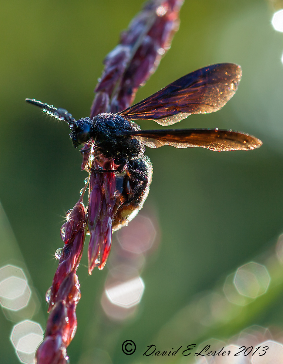 "Update Repost"  Digger Wasp Dew Burst