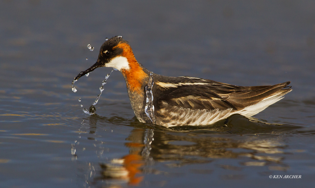 Red-necked Phalarope