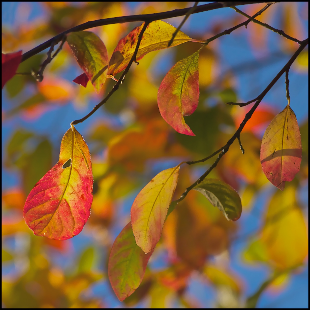 Autumn Nyssa