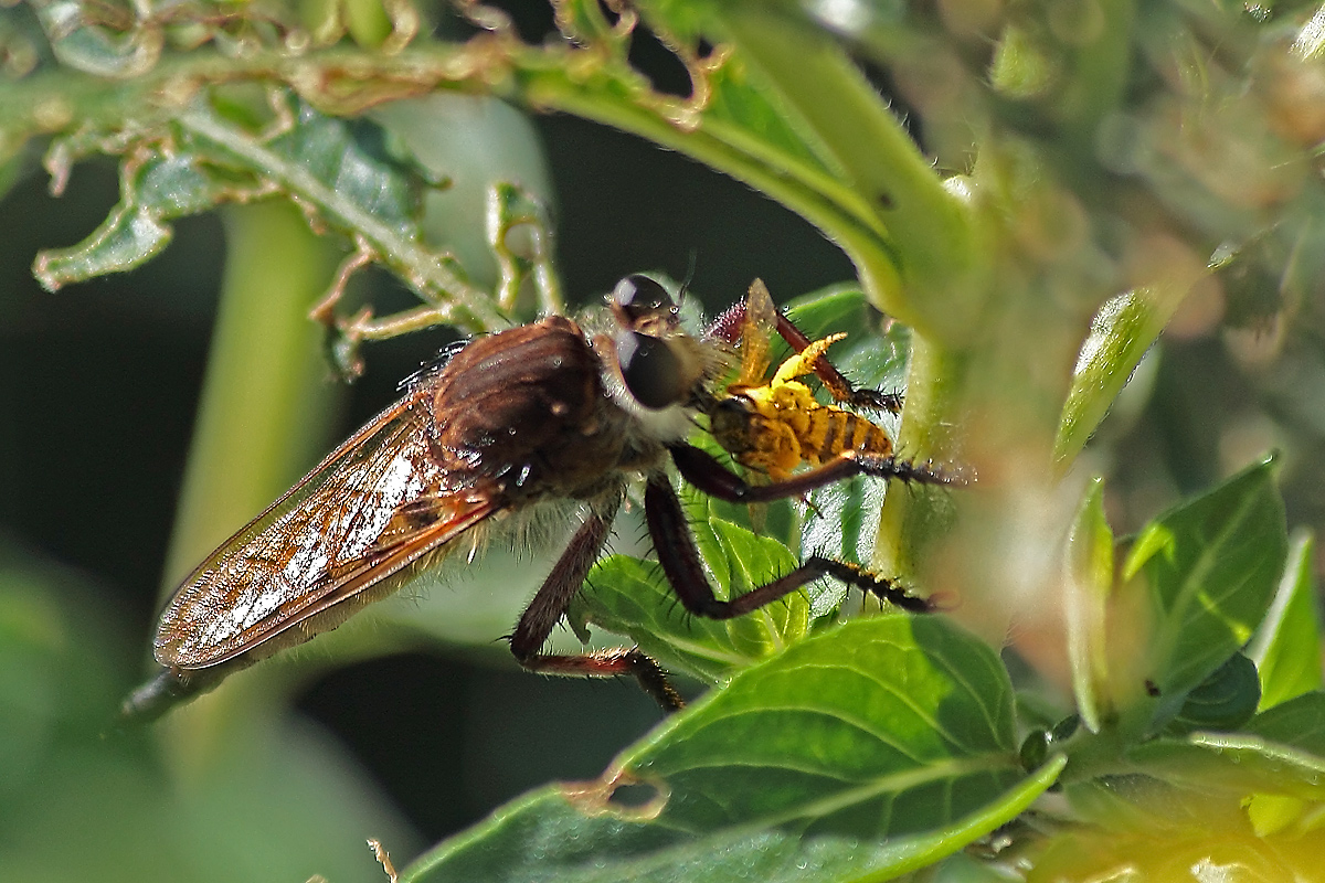 Bad day 4 bee  WC610