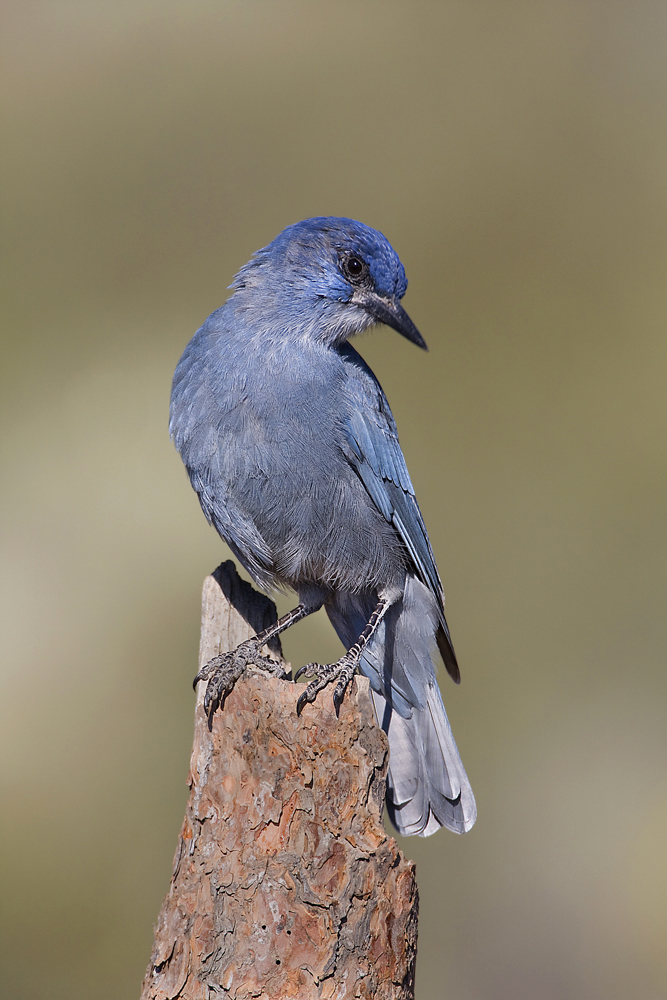 Pinyon Jay
