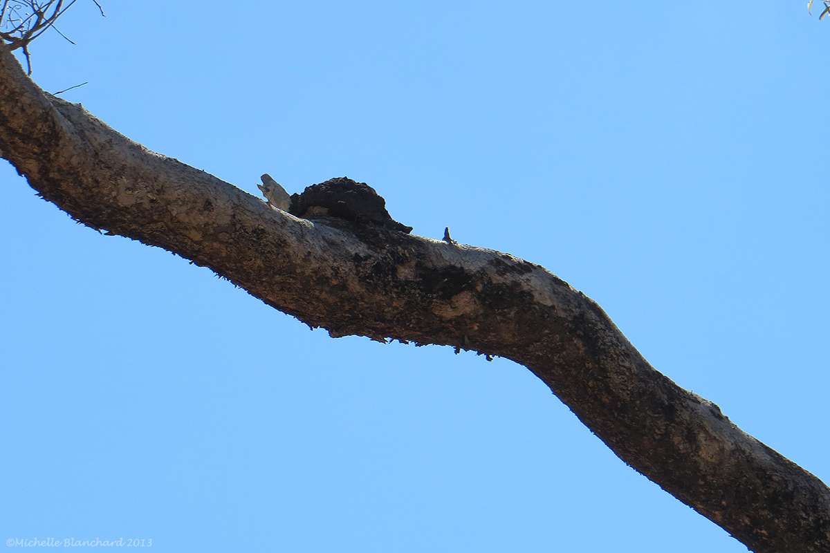 Testudo arboreus