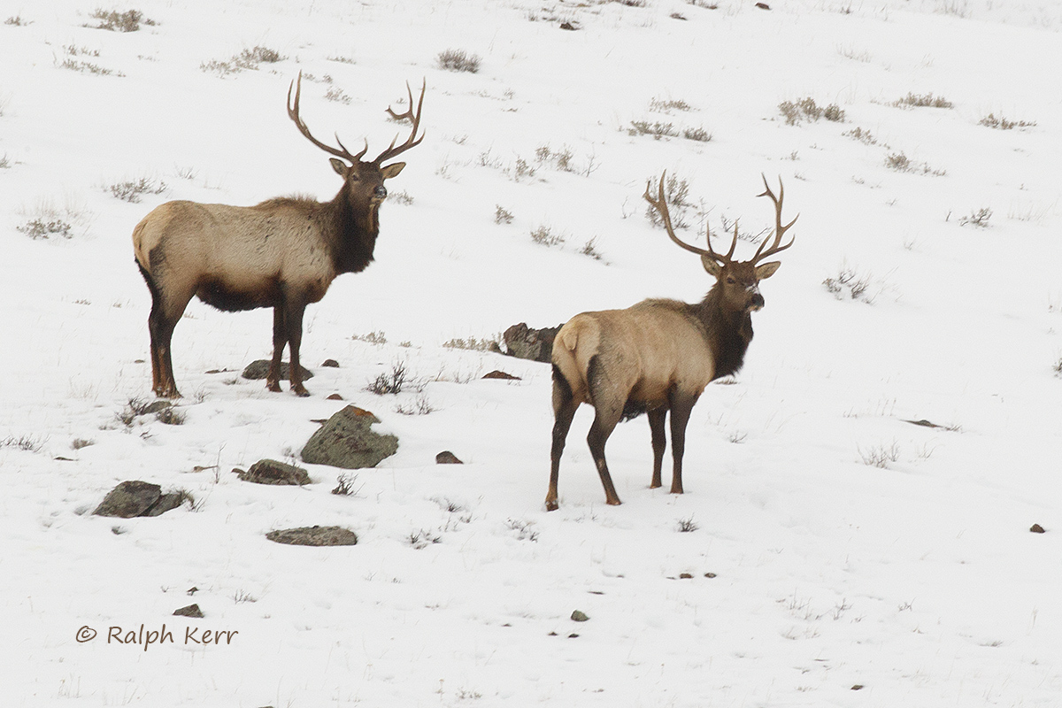 Bull Elk In Winter