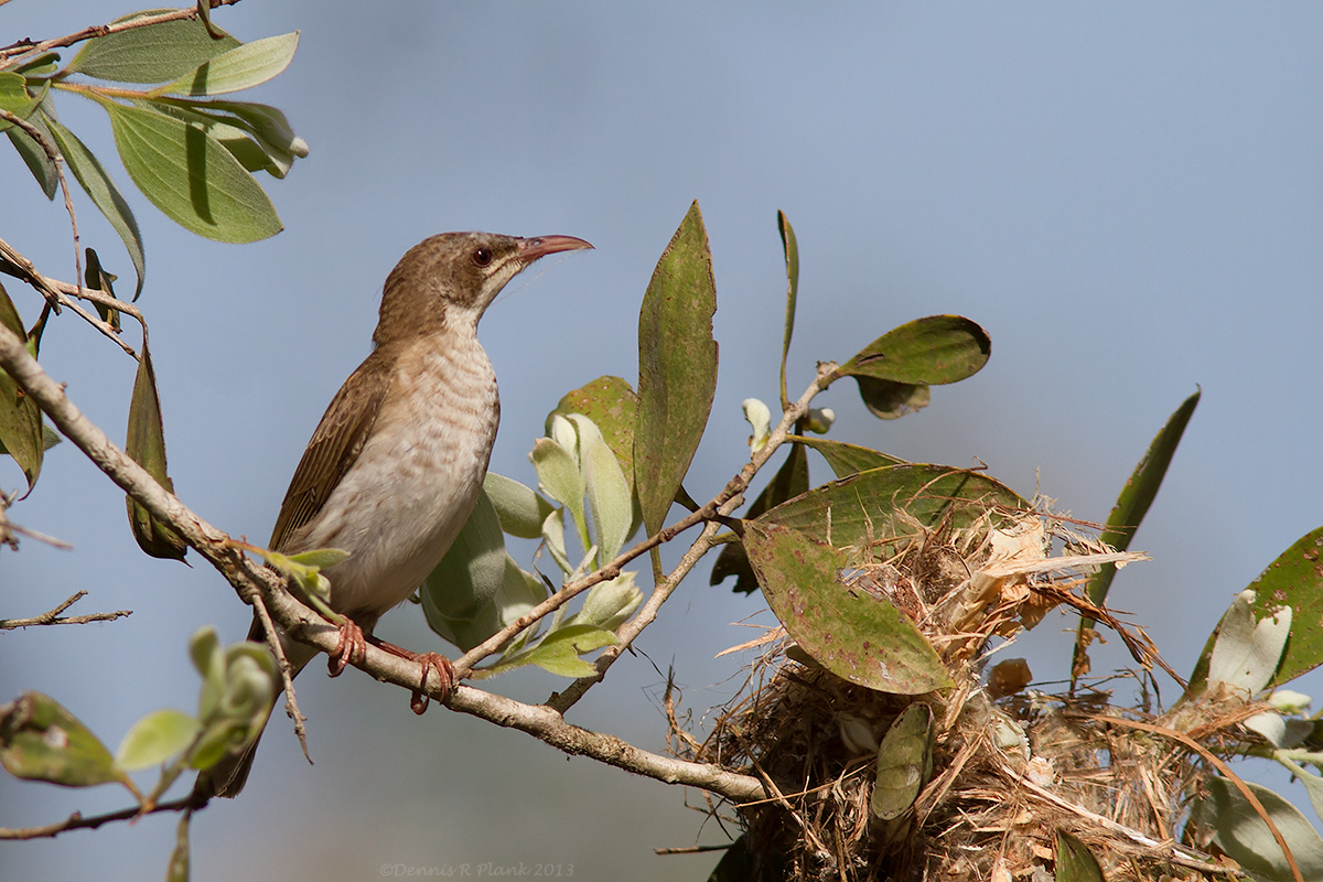 Brown Backed Honeyeater