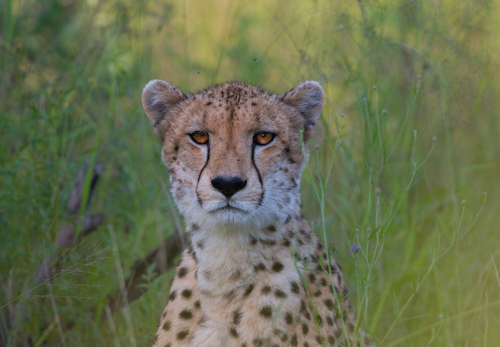 Mother Cheetah